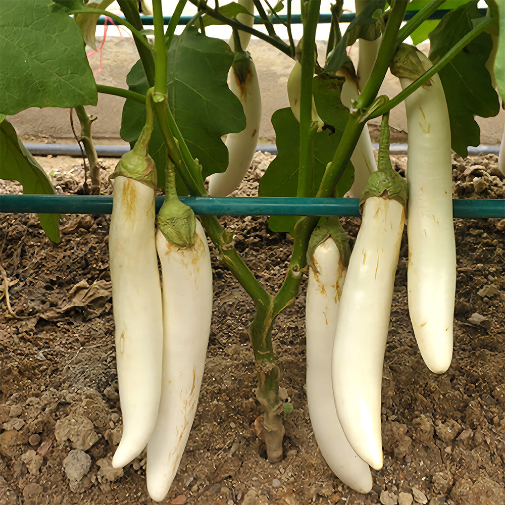5 Bags (300 Seeds/Bag) of White Long Eggplant Seeds