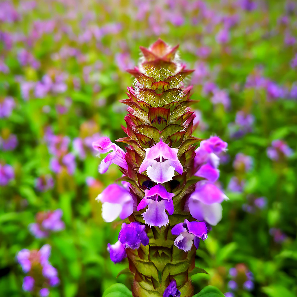 Bellfarm® Self Heal Seeds