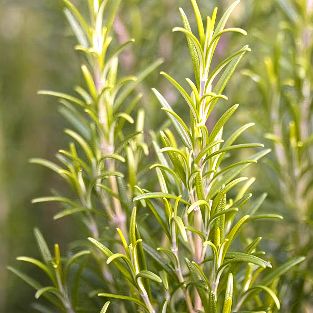 Aromatic Haven: Rosemary Seeds for Fragrant Gardens