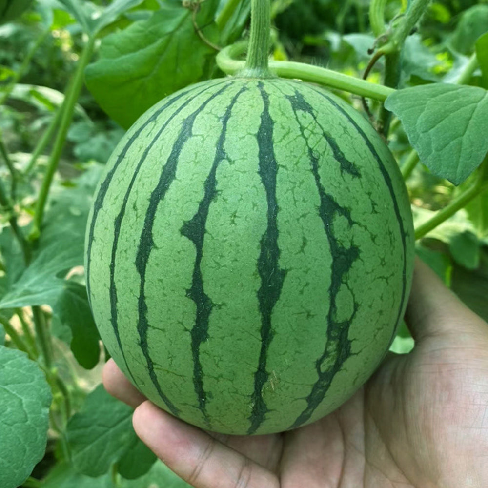 5 Bags (20 Seeds / Bag) of 'Xiaoyu Peeling' Series Watermelon Seeds