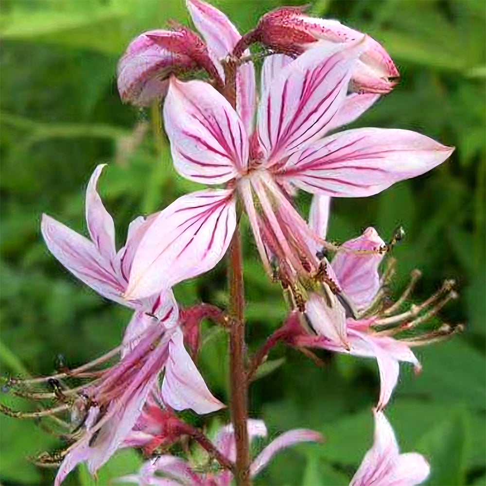 Bellfarm® Dictamnus albus Seeds