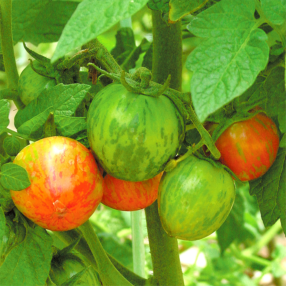 Colorful Bounty: 5 Bags (200 Seeds / Bag) of Red Zebra Tomatoes