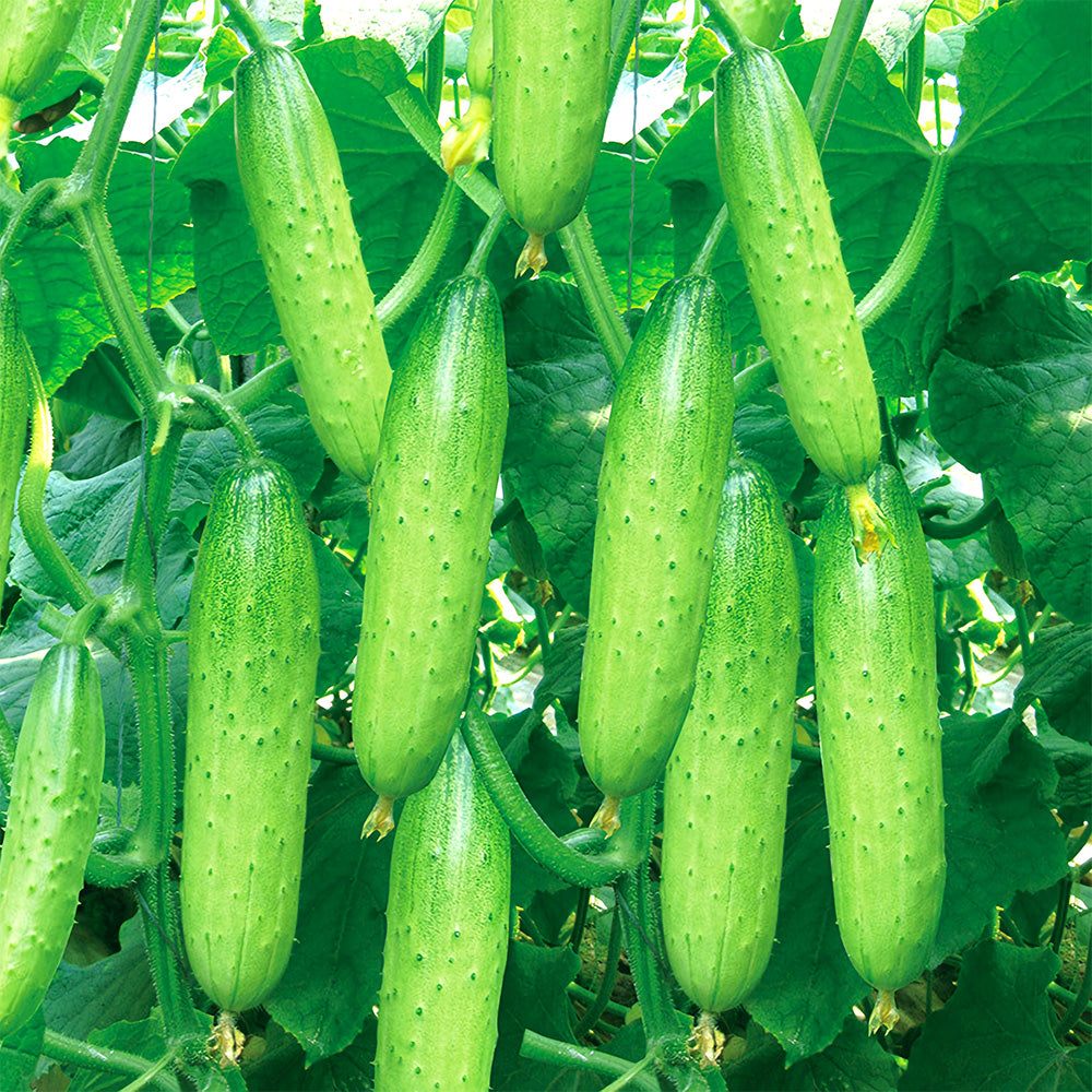 Prolific Vine Delights: 5 Bags (60 Seeds/Bag) of Hanging Cucumber Variety
