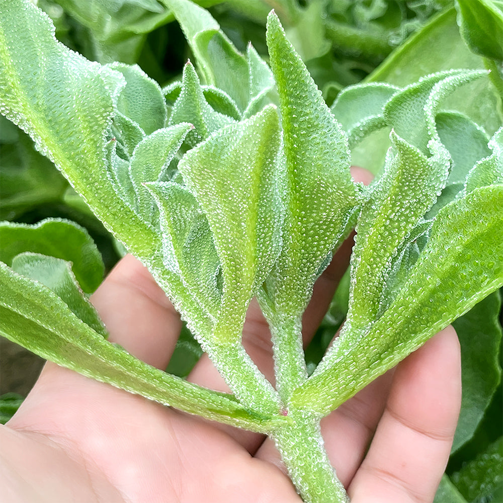 Crystalline Ice Plant Vegetable Seeds