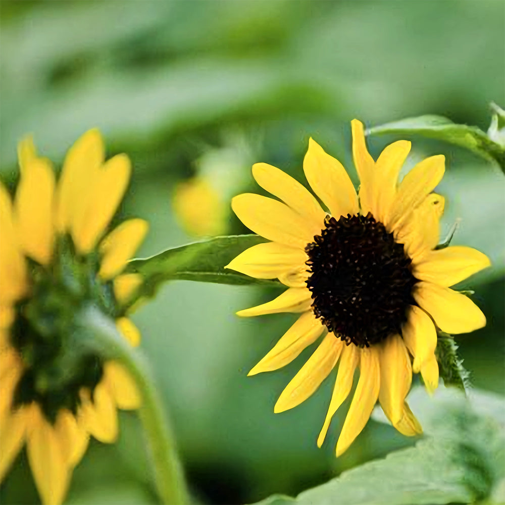 Gold Rush Sunflower Seeds (120cm)