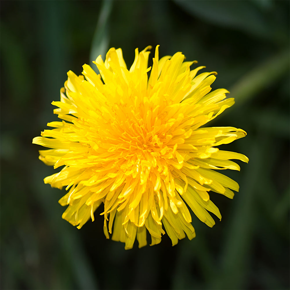 Bellfarm® Dandelion Seeds