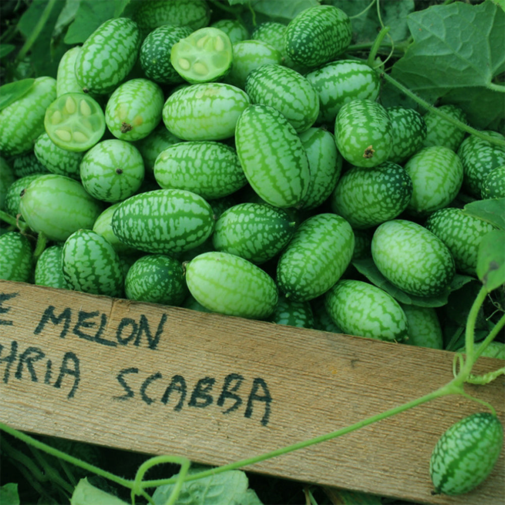 5 Bags (50 Seeds / Bag) of Cucamelons Seeds, Mexican Sour Gherkins