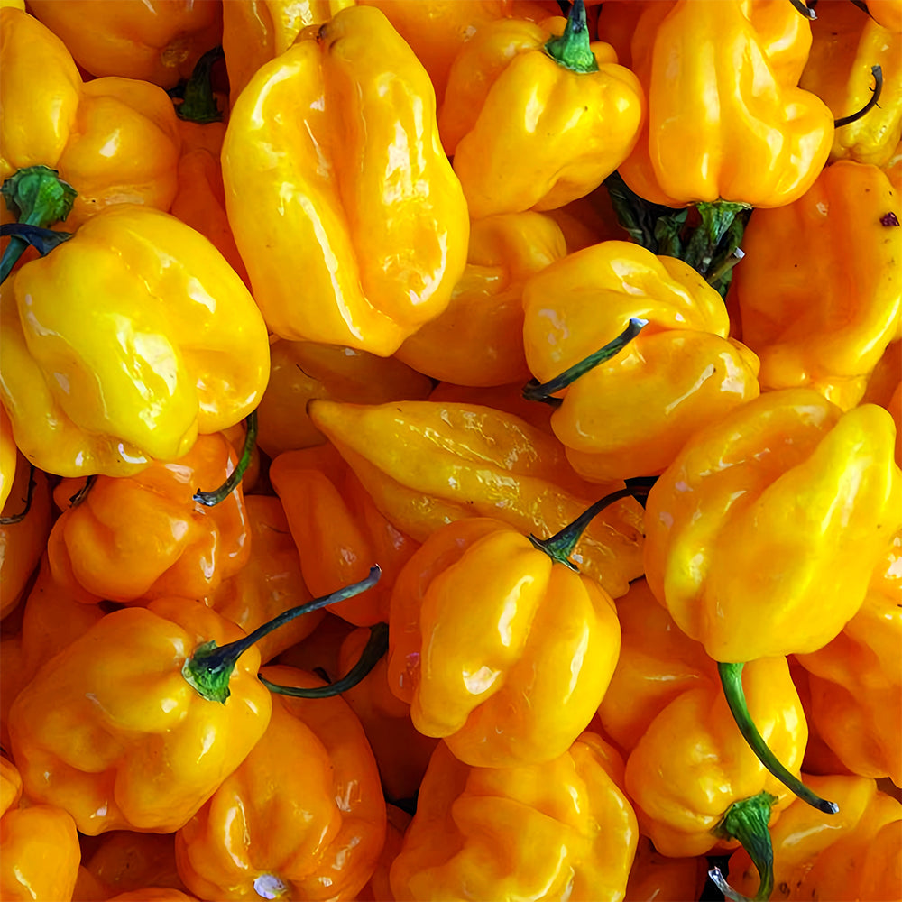 Hybrid F1 Yellow Devil Pepper & Chilli Seeds