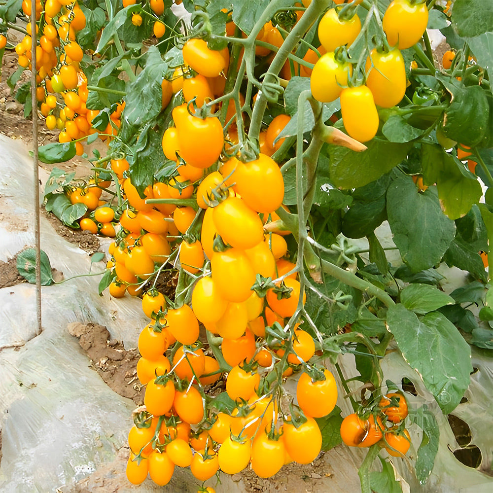 Glowing Gold: 5 Bags (200 Seeds / Bag) of 'Yellow Saint' Cherry Tomatoes