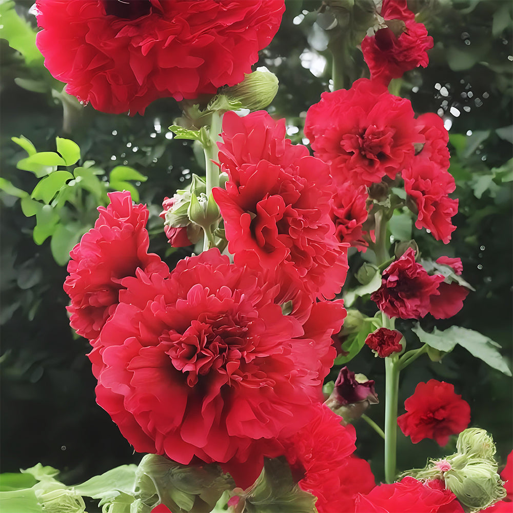 Alcea 'Nostalgia Red'