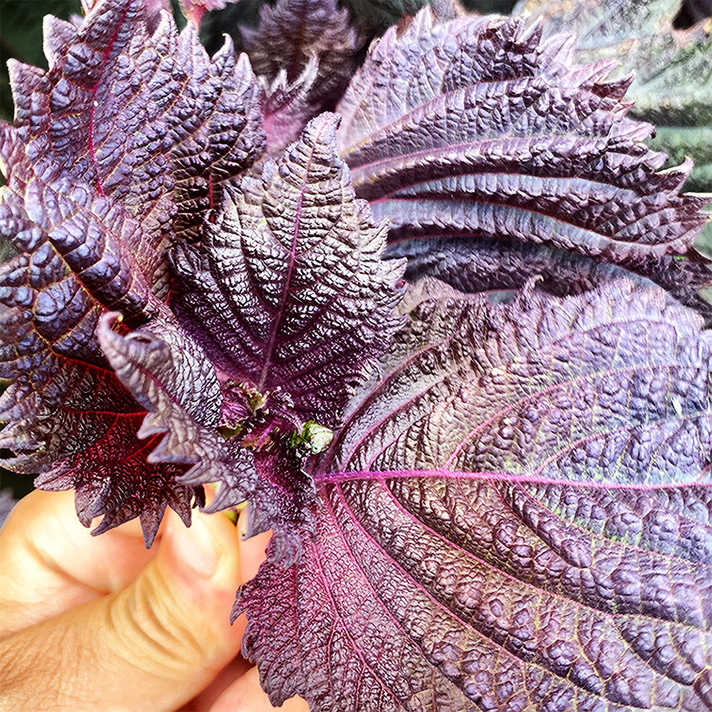 Exquisite Purple Shiso Seeds - Versatile Edible Spice