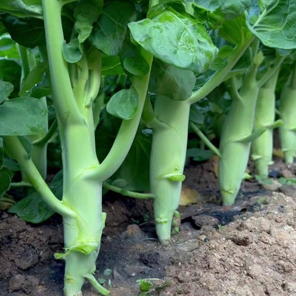 Jingyan® Huge Stem Gai Lan Seeds