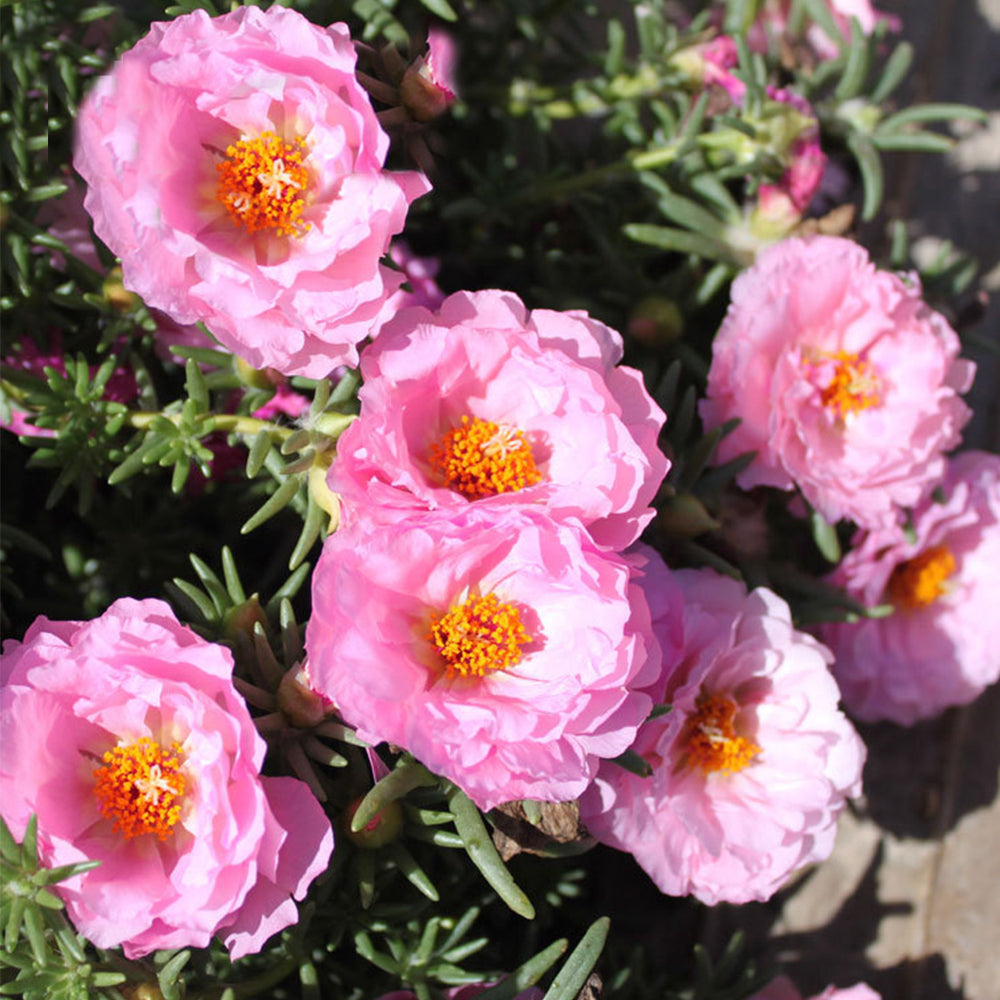 5 Bags (500 Seeds / Bag) of Moss Rose Seeds, Mixed Portulaca grandiflora