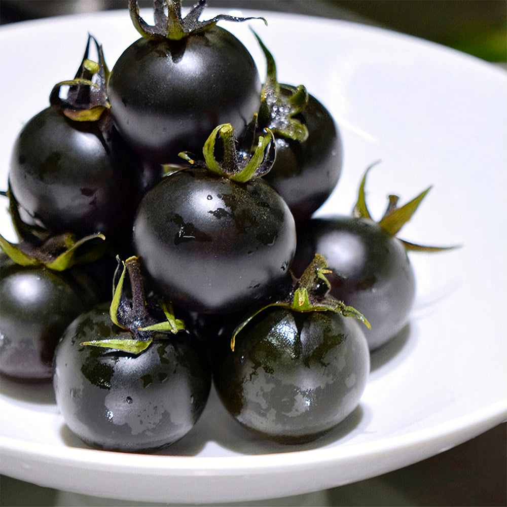 Unique Black Gem: 5 Bags (100 Seeds / Bag) of Dwarf Bonsai Black Pearl Tomatoes