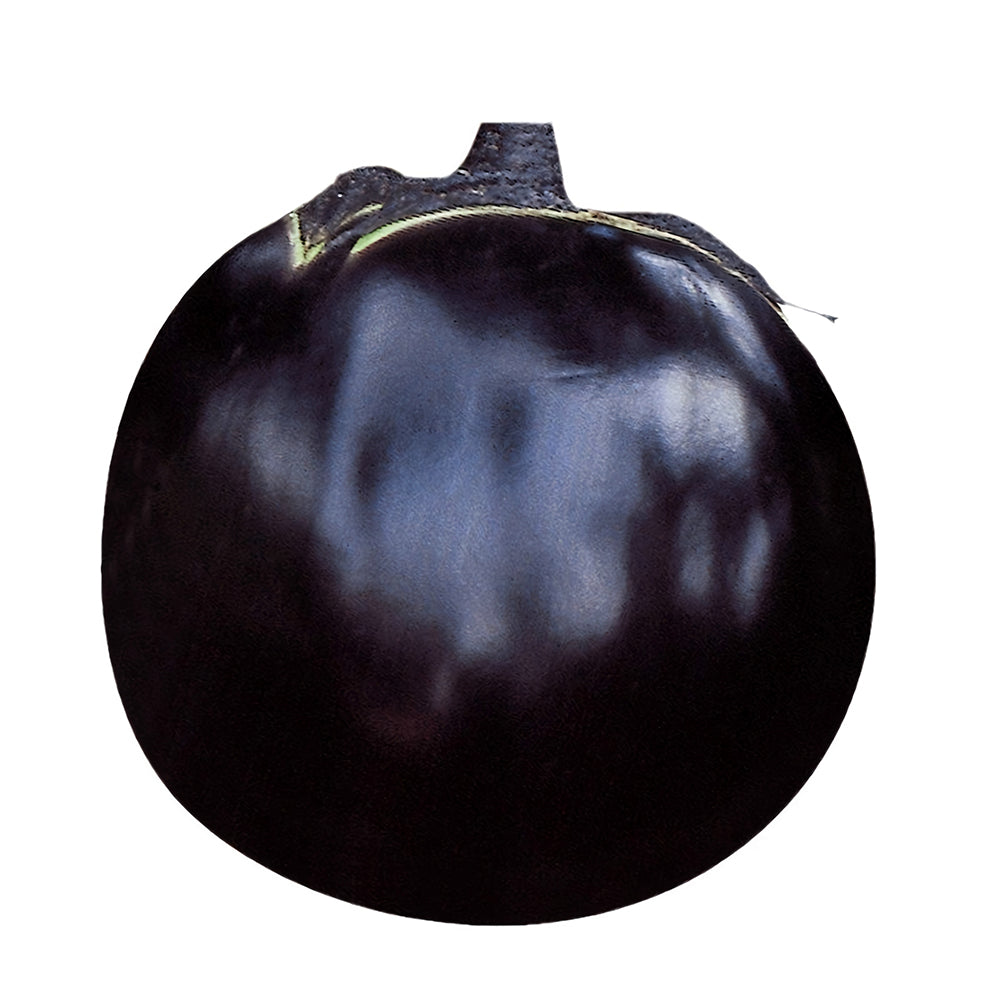 5 Bags (50 Seeds/Bag) of 'Black Boss' Round Eggplant Seeds