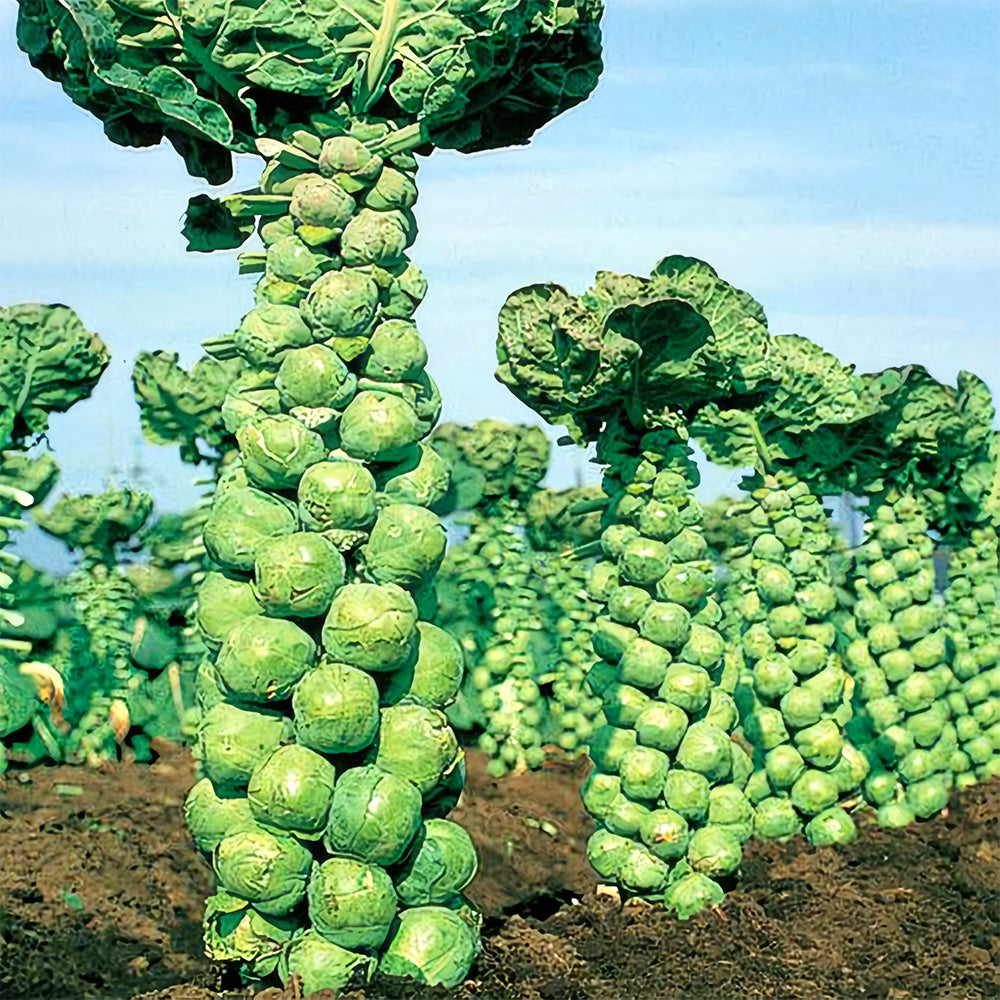 Jingyan® Brussels Sprout Seeds