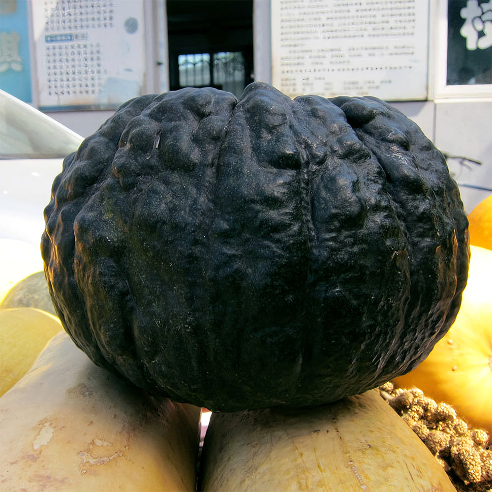 5 Bags (20 Seeds/Bag) of Japanese Black Pumpkin Seeds