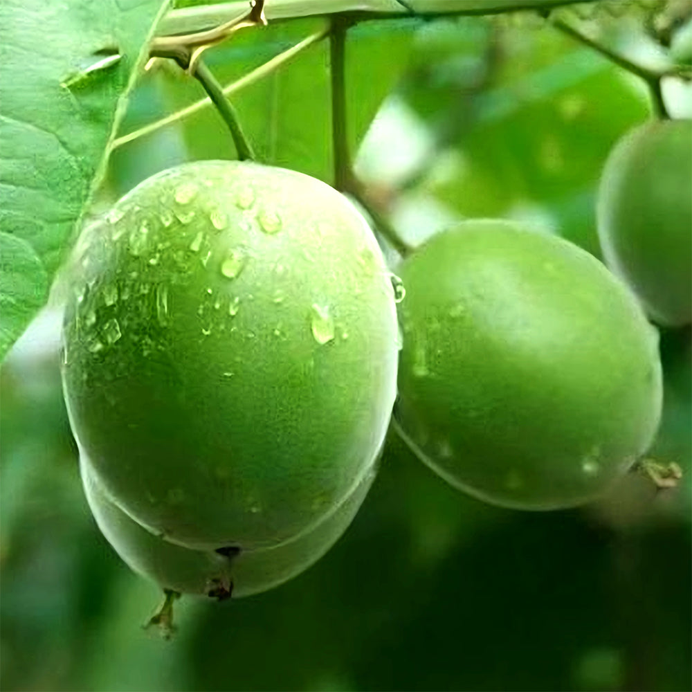 Bellfarm® Monk Fruit Seeds, Pack of 10 Seeds