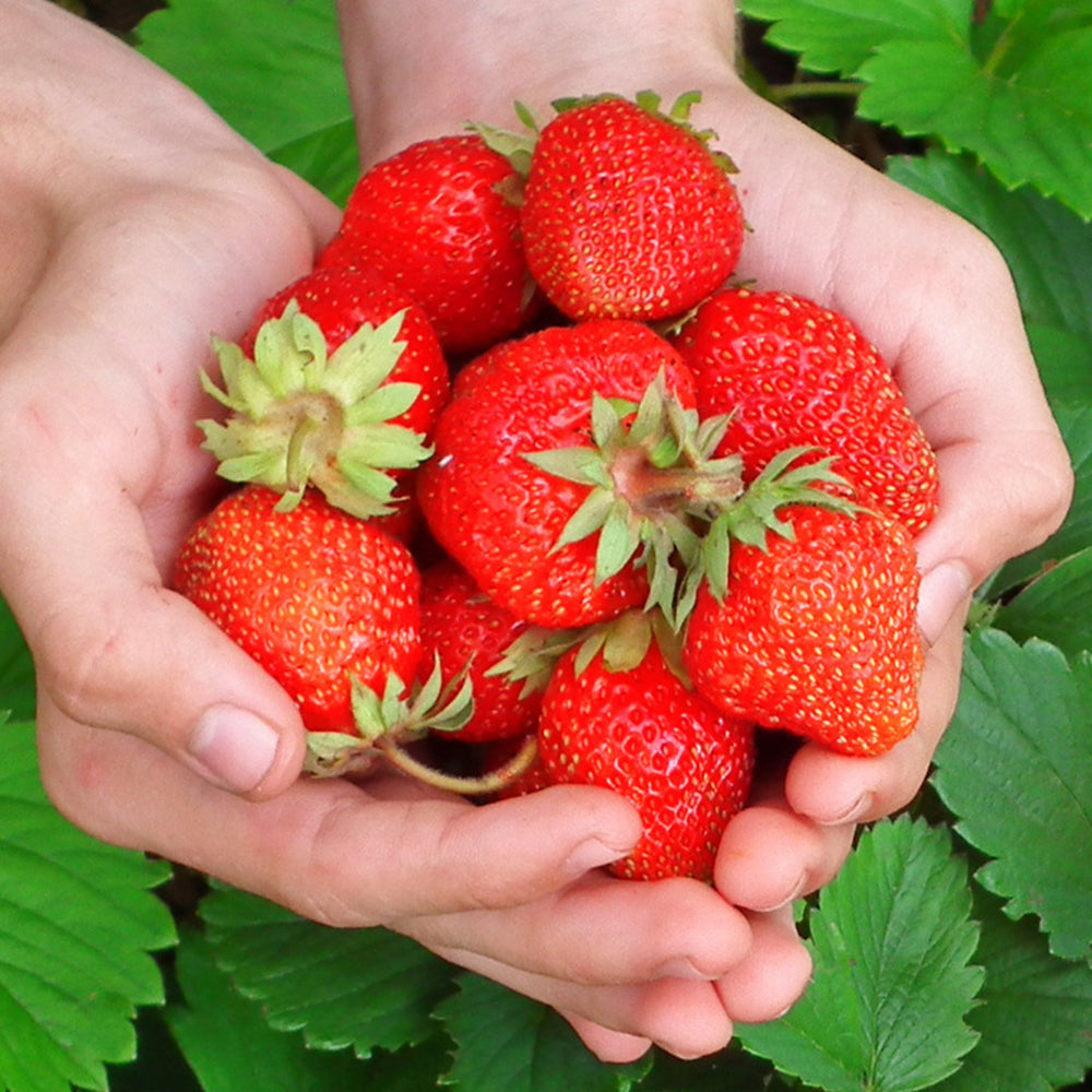5 Bags (200 Seeds / Bag) of 'Akihime' Series Red Strawberry