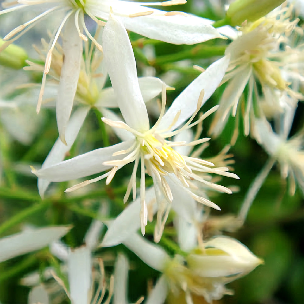 Clematis Chinensis