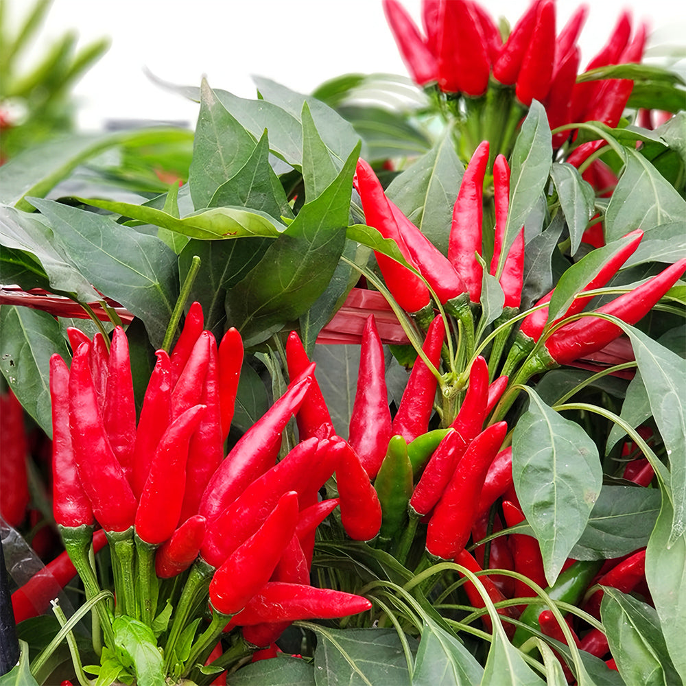 Spicy Symphony: 5 Bags (300 Seeds/Bag) of Red Cluster Peppers