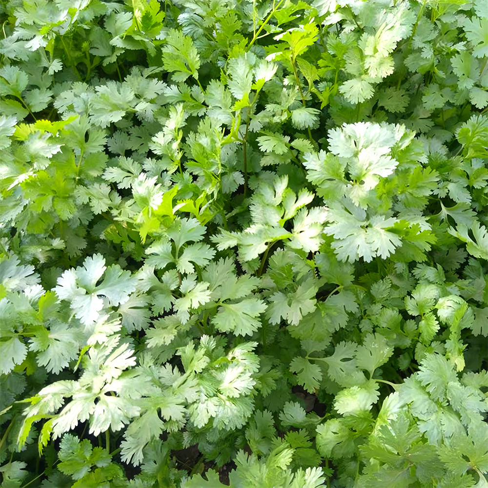 Jingyan® Organic Coriander Seeds