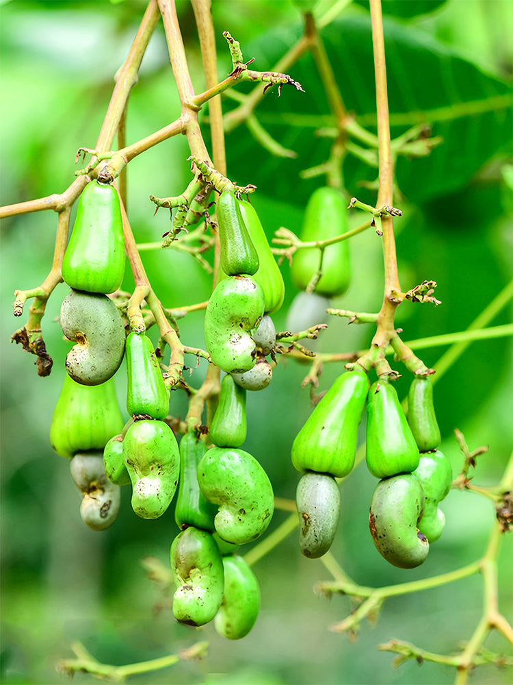 Cashew Tree