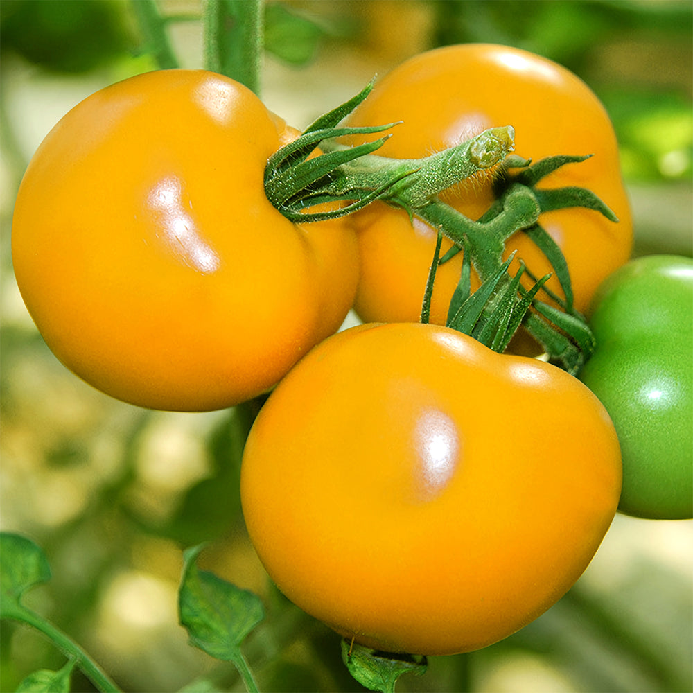 Harvest Gold: 5 Bags (200 Seeds / Bag) of 'Imperial Concubine' Yellow Tomatoes
