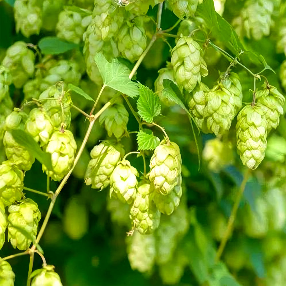 Grow Your Own Hops: 10 Seeds of the Humulus lupulus Vine Plant