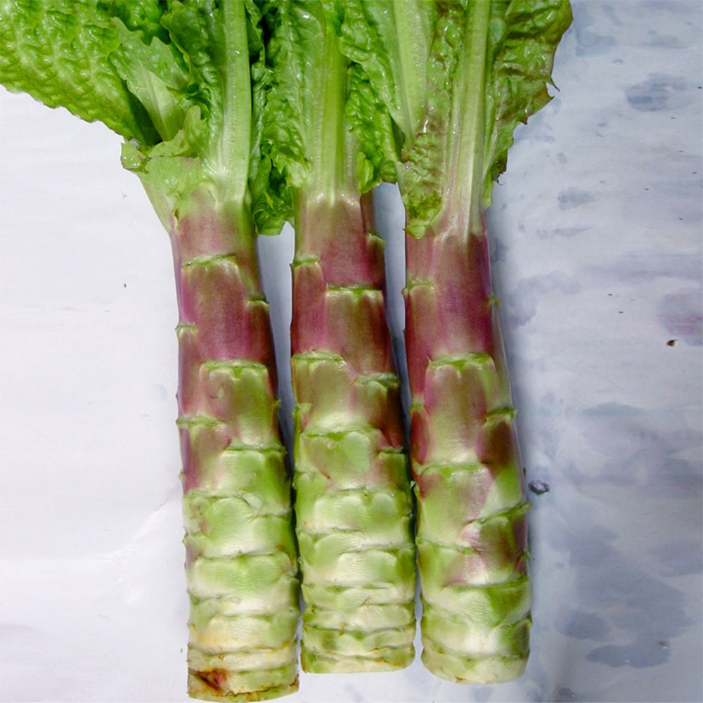 5 Bags (2000 Seeds / Bag) Red Asparagus Lettuce Seeds