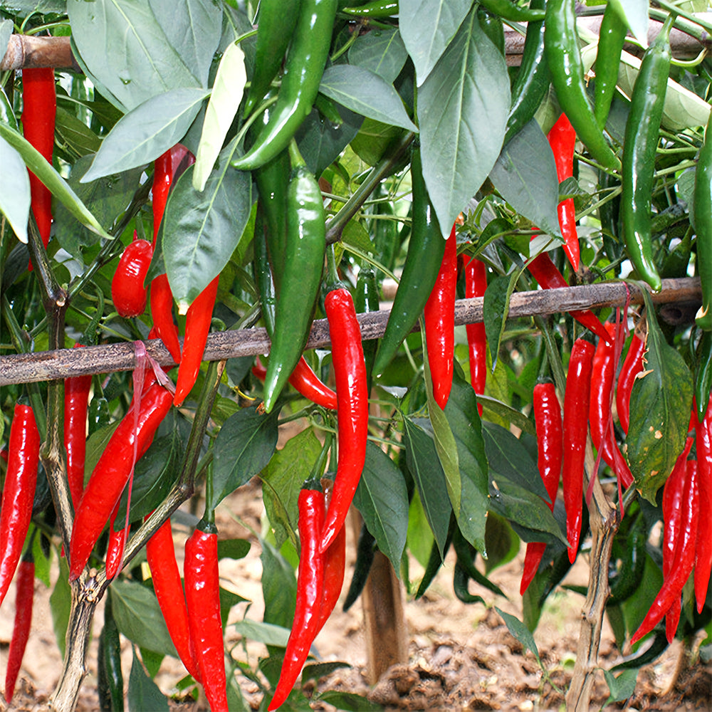 Flame-kissed Delight: 5 Bags (200 Seeds/Bag) of Red Hot Chili Pepper Seeds