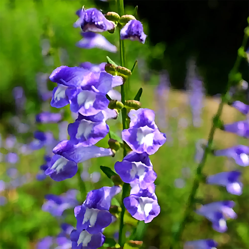 Bellfarm® Barbed Skullcap Seeds