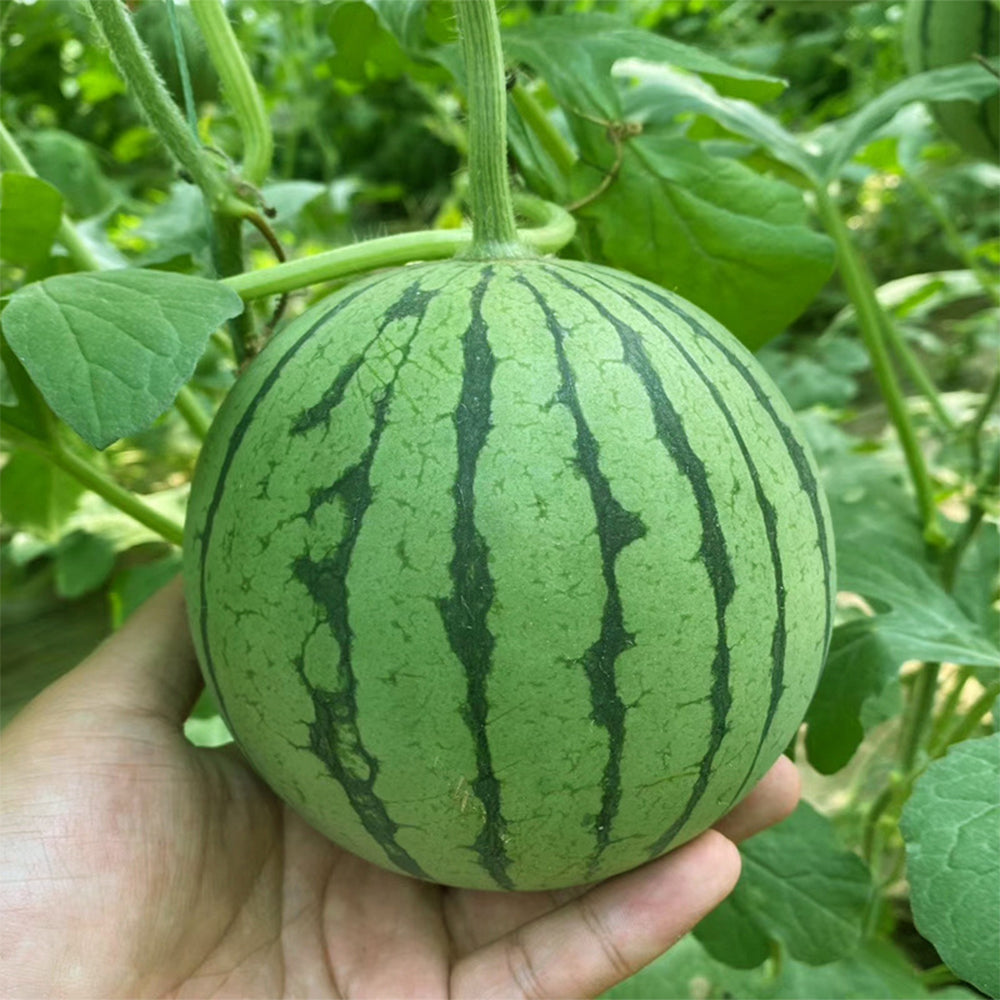 5 Bags (50 Seeds / Pack) of 'Apis Forea' Series Bonsai Watermelon Seeds