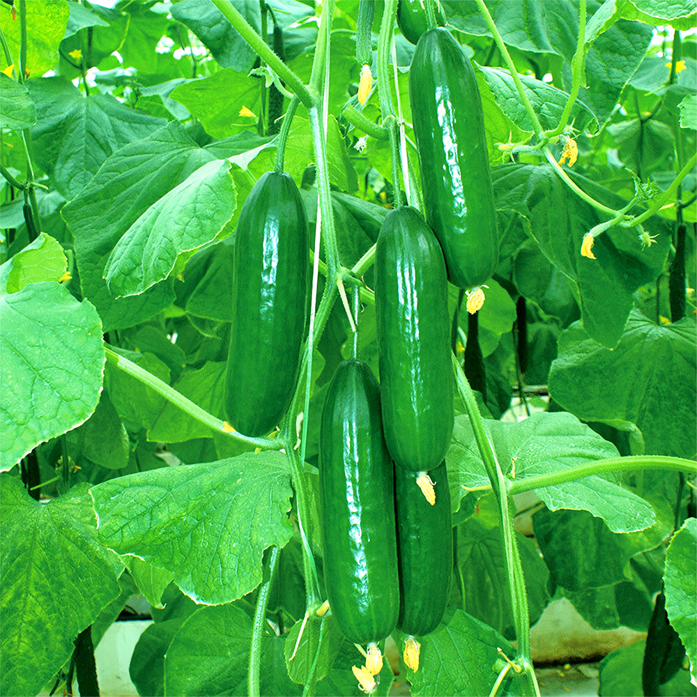 Green Gems: 5 Bags (30 Seeds/Bag) of Dutch Thornless Sweet Crisp Cucumbers
