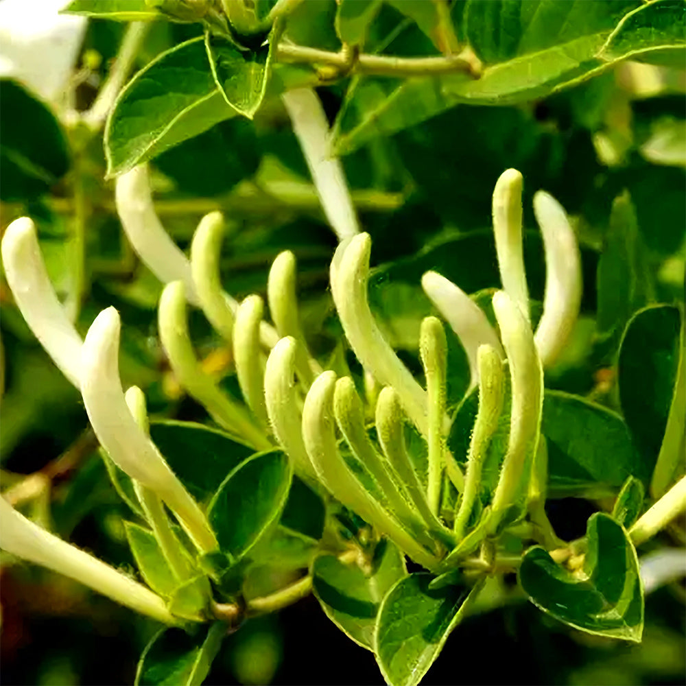 Bellfarm® Chinese Honeysuckle Seeds