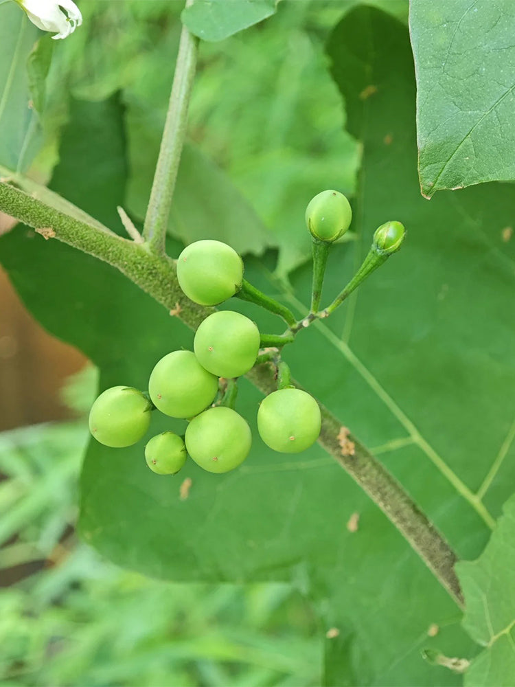 Turkey Berry