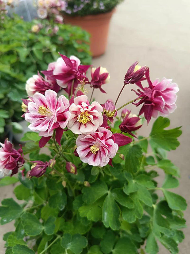 Hezhichun Aquilegia 'Crown Jewels Mixed'