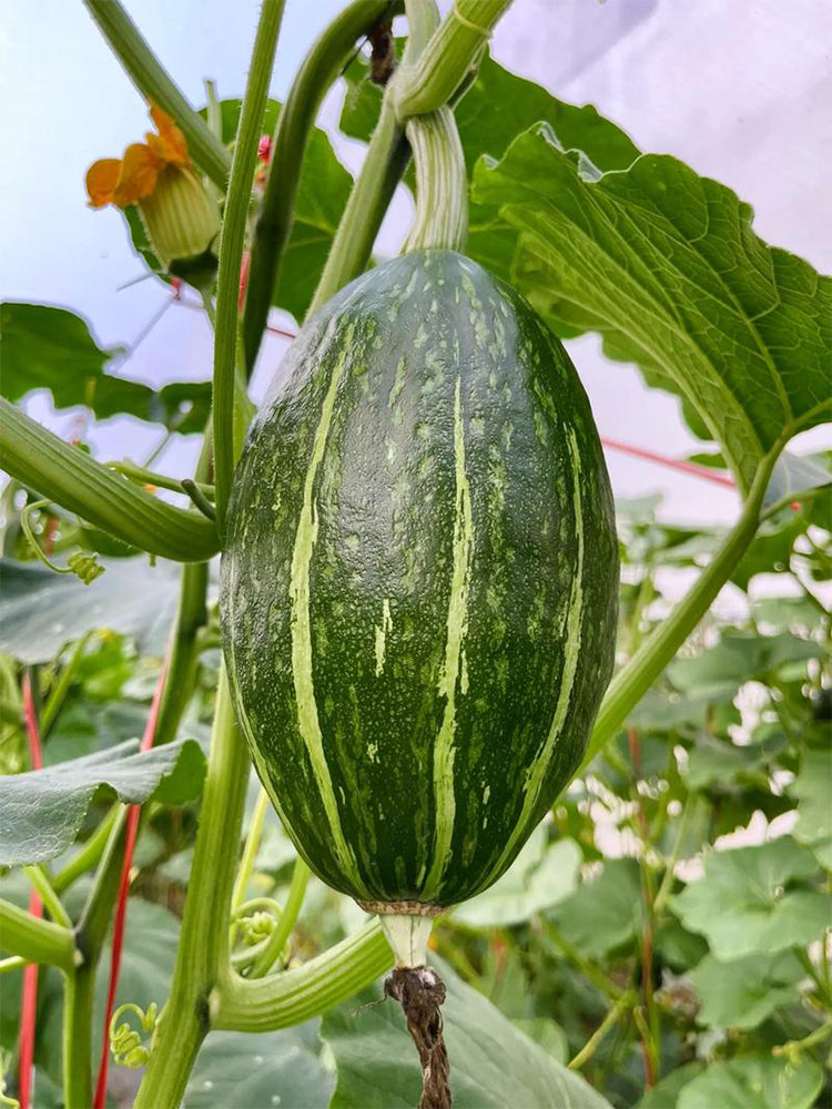 Jingyan Olive-shaped Pumpkins