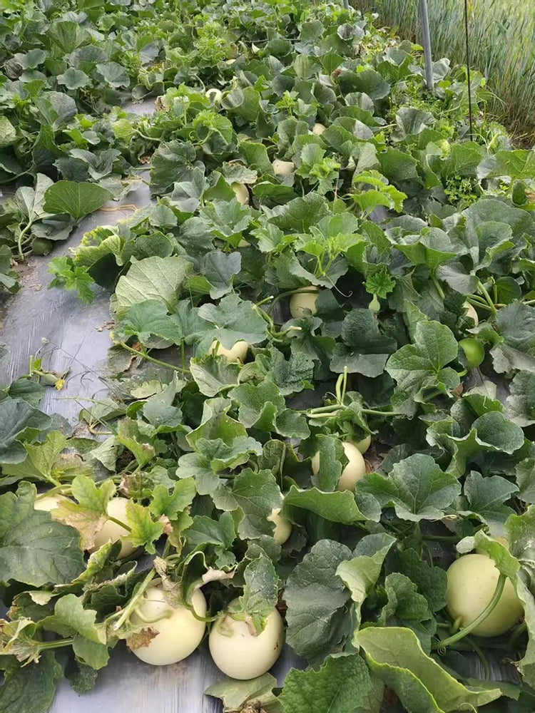 Caidu Jinyu No. 12 Muskmelon