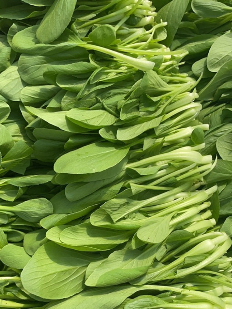 Tender Baby Bok Choy