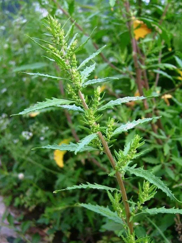 Chenopodium ambrosioides