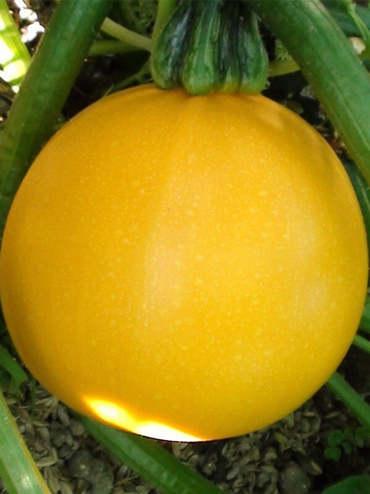 Yellow Pearl Zucchini