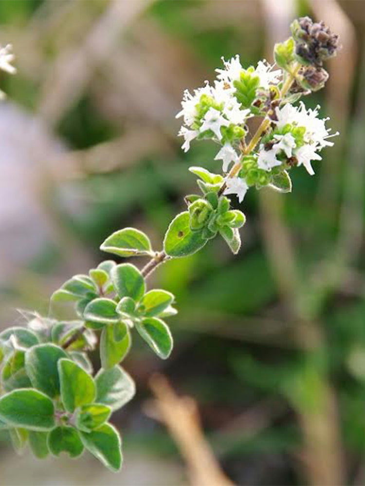 American Sweet Marjoram (Origanum majorana)