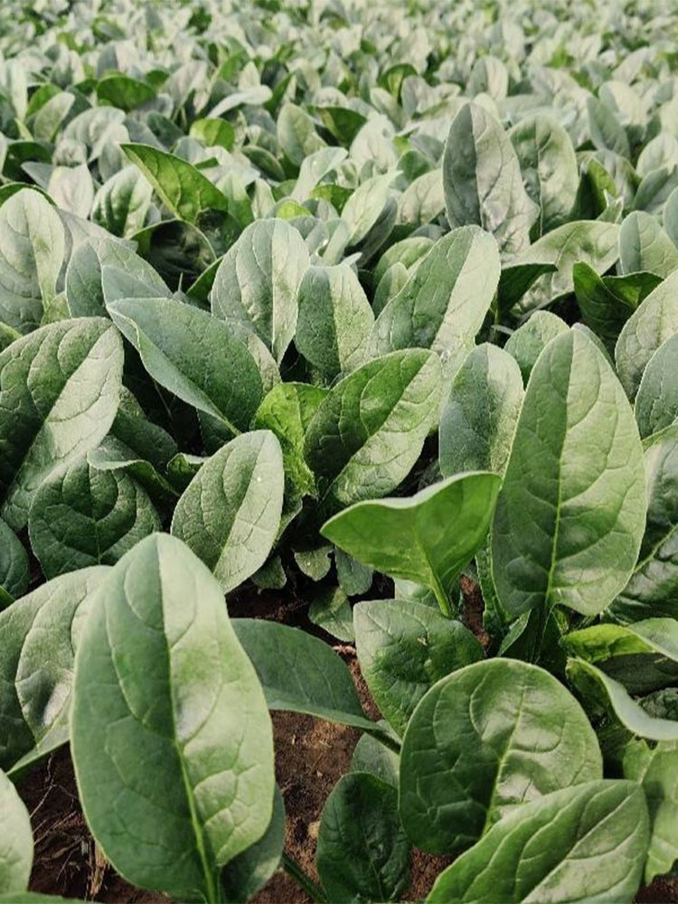 Spring-Autumn Large-Leaf Spinach