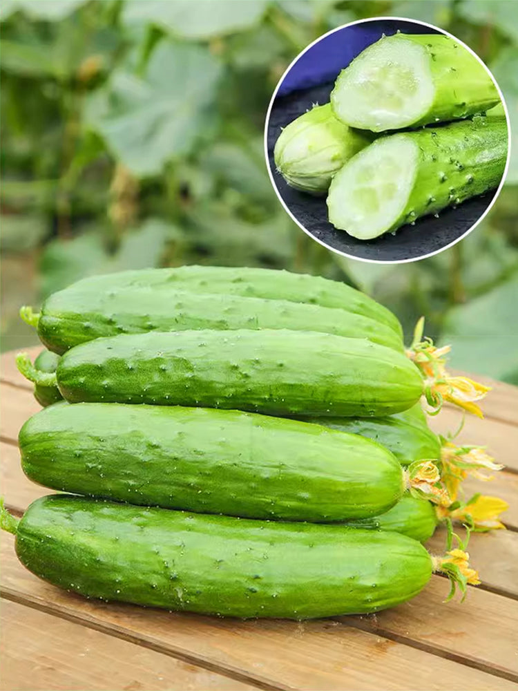Dutch cucumbers for pickling