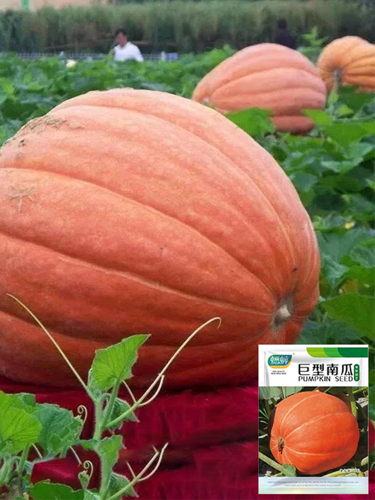 Giant Pumpkins