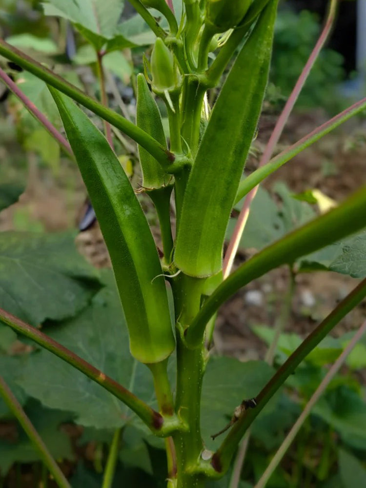 Lianglv No.2 Okra