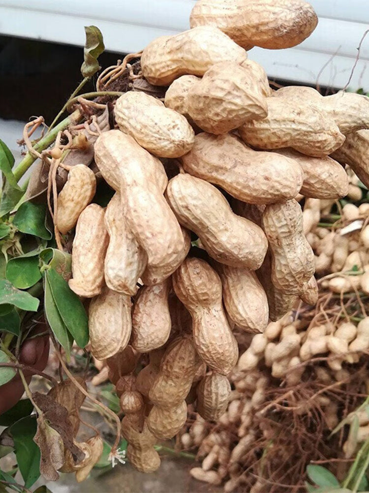Lushou Peanuts