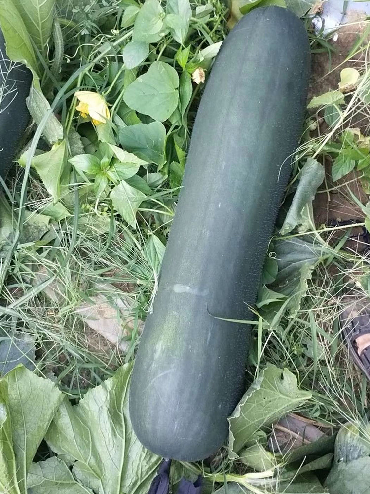Black General Wax Gourds