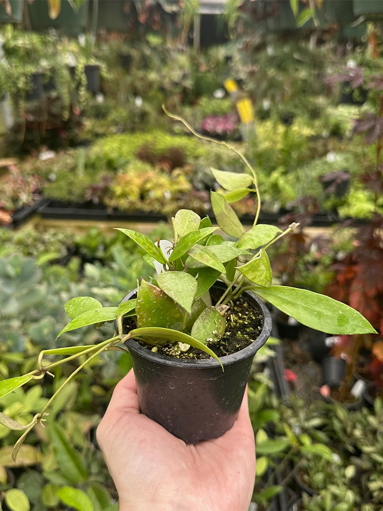 Hoya walliniana Unrooted Stem Cuttings